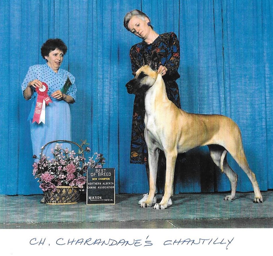 Ch Charandanes Chantilly